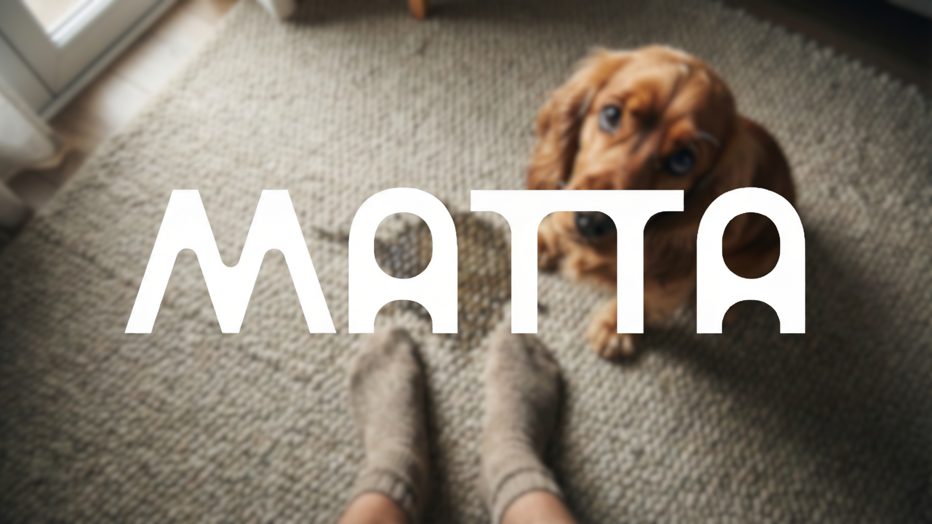 Odeur d'Urine de Chien sur Tapis : 7 Solutions Qui Fonctionnent Vraiment