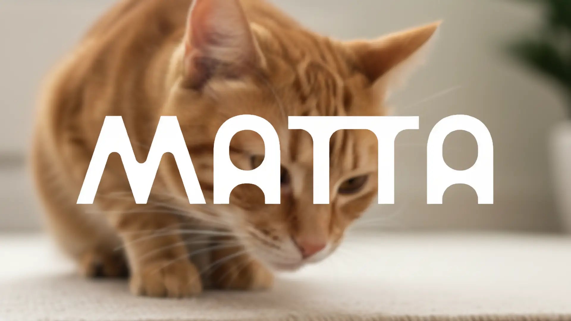 Comment Enlever l’Odeur d’Urine de Chat sur un Tapis: 7 Solutions Efficaces