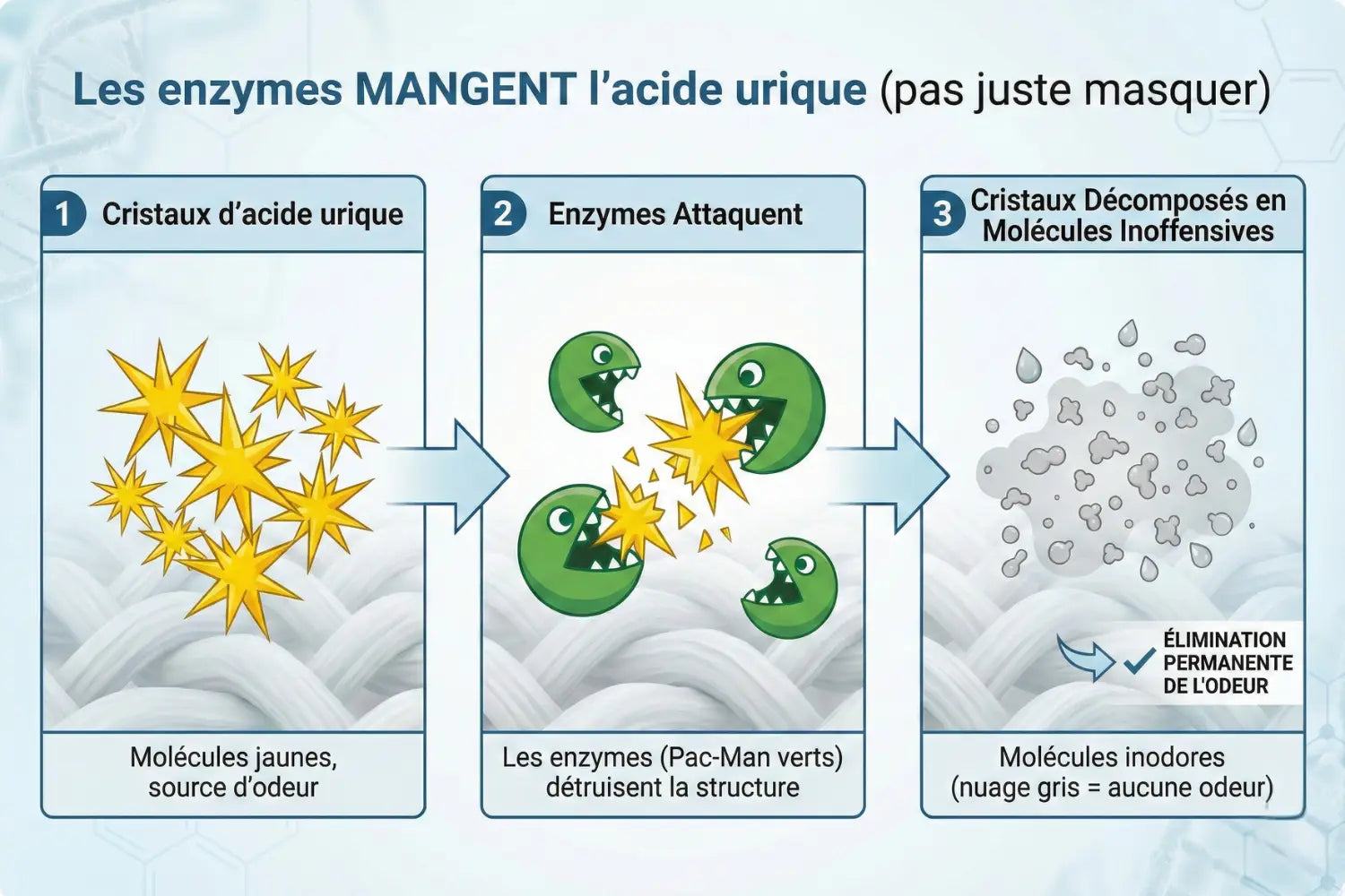 Odeur d’Urine de Chien sur Tapis: 7 Solutions Qui Fonctionnent Vraiment