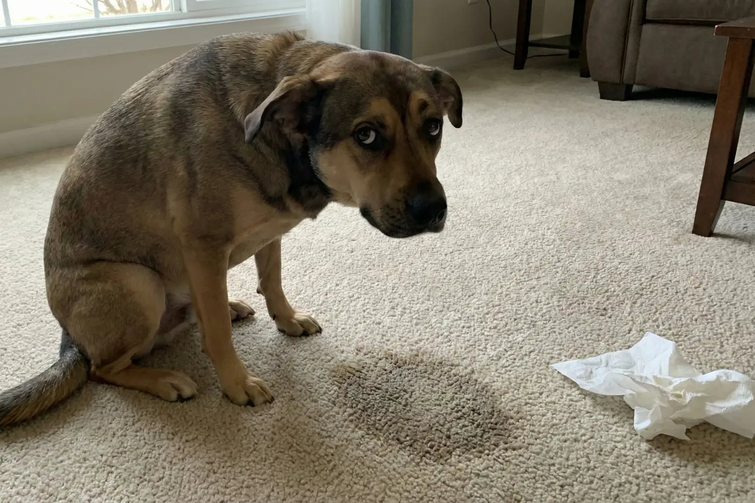 Odeur d’Urine de Chien sur Tapis: 7 Solutions Qui Fonctionnent Vraiment